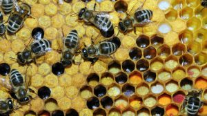 Bee Pollen