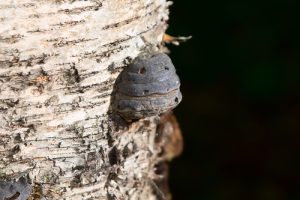 Chaga