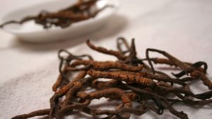 Cordyceps