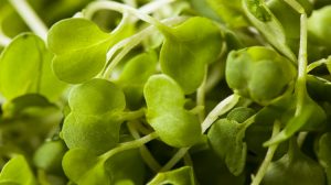 Microgreens