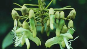 Mucuna Pruriens