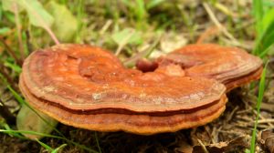 Reishi