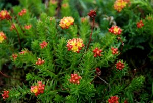 Rhodiola