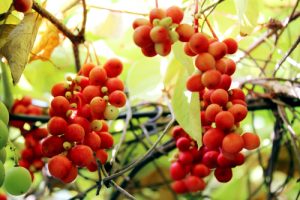 schisandra