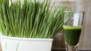 Wheatgrass