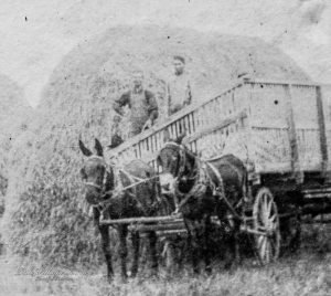 Mule Drawn Hay Wagon