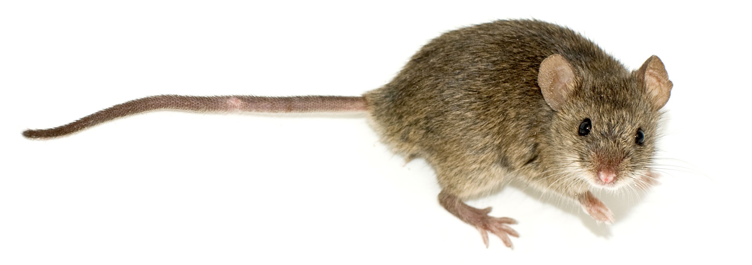 photo of a mouse