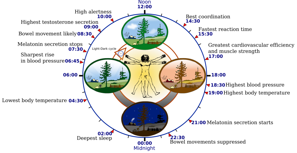 circle labeled noon at the top and midnight at the bottom and listing various times of day for best coordination, fastest reaction time, greatest cardiovascular efficiency and muscle strength, highest blood pressure, etc