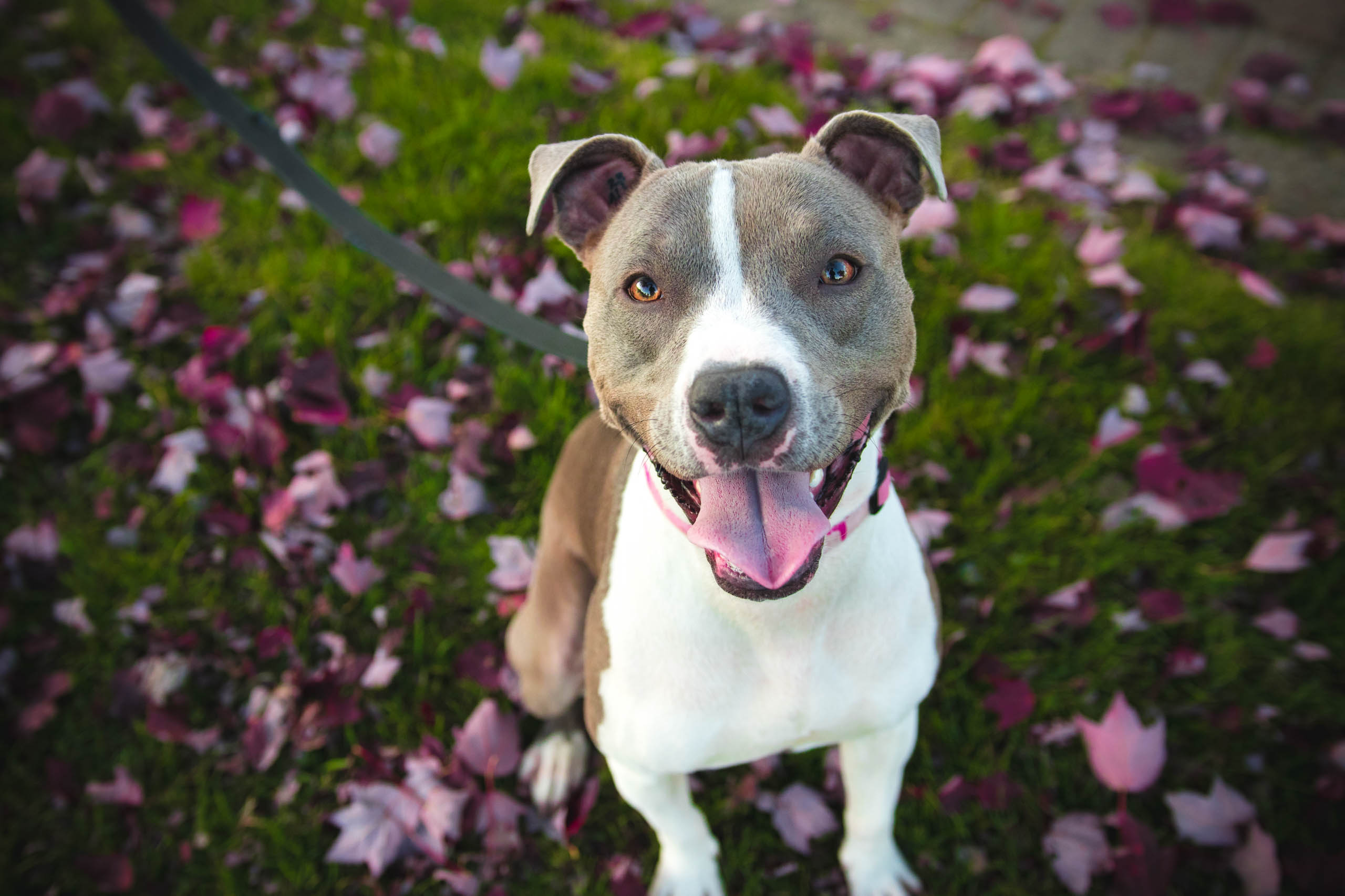 photo of a well-behaved dog on a leash