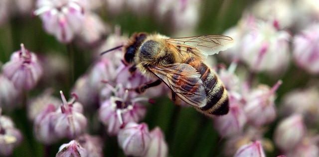 photo of a bee gathering nectar from a flower