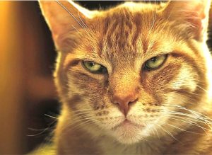 photo of a glaring orange cat