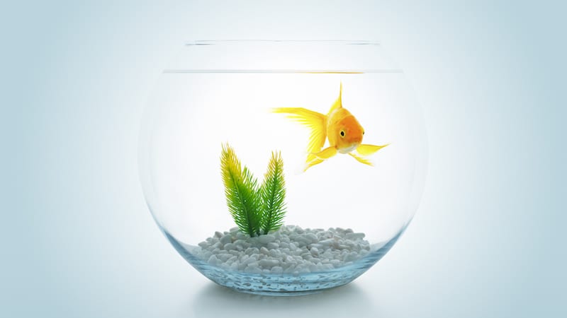 photo of a goldfish in a fishbowl with rocks and a plant on the bottom