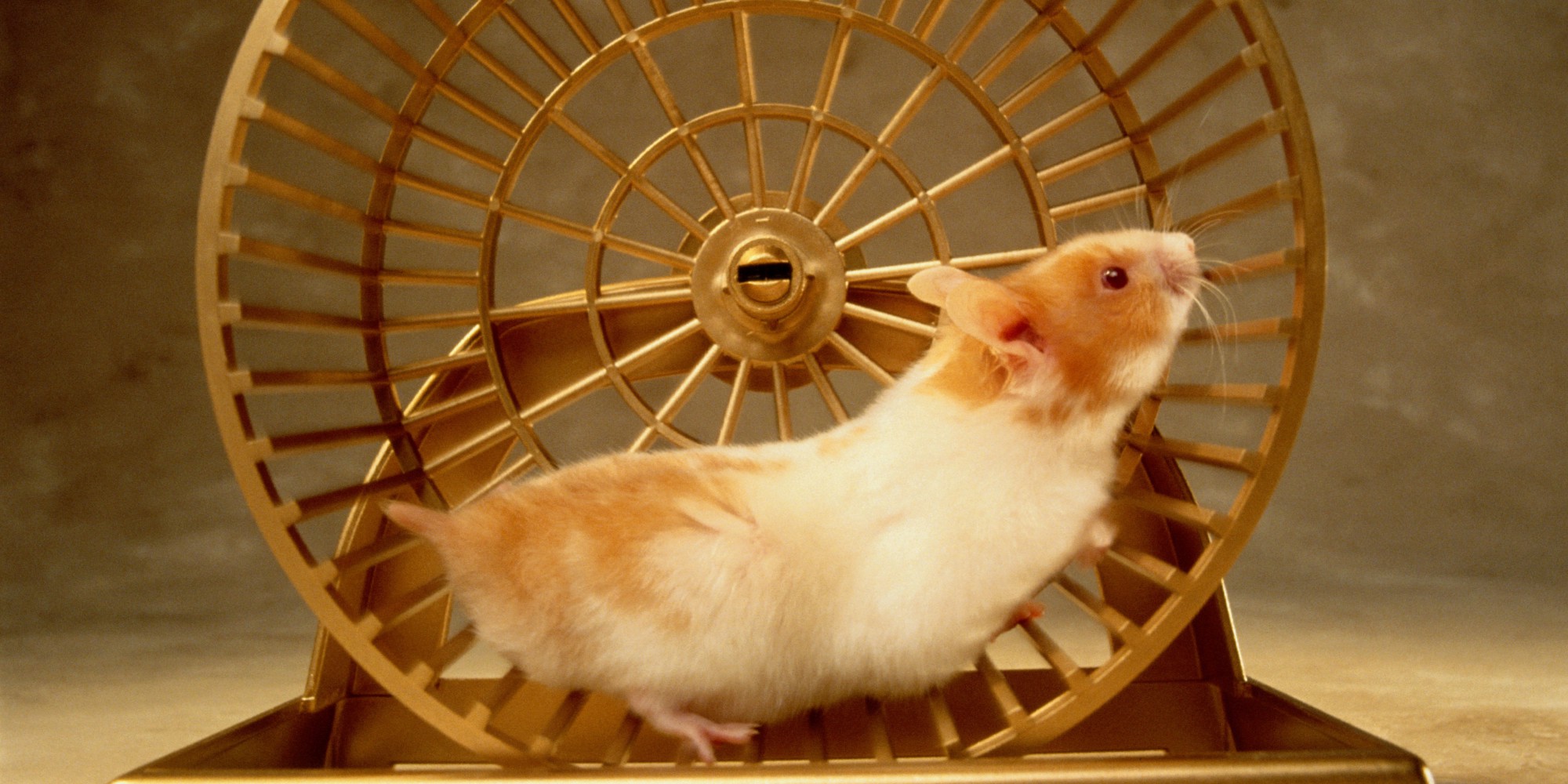 photo of a hamster running in a hamster wheel