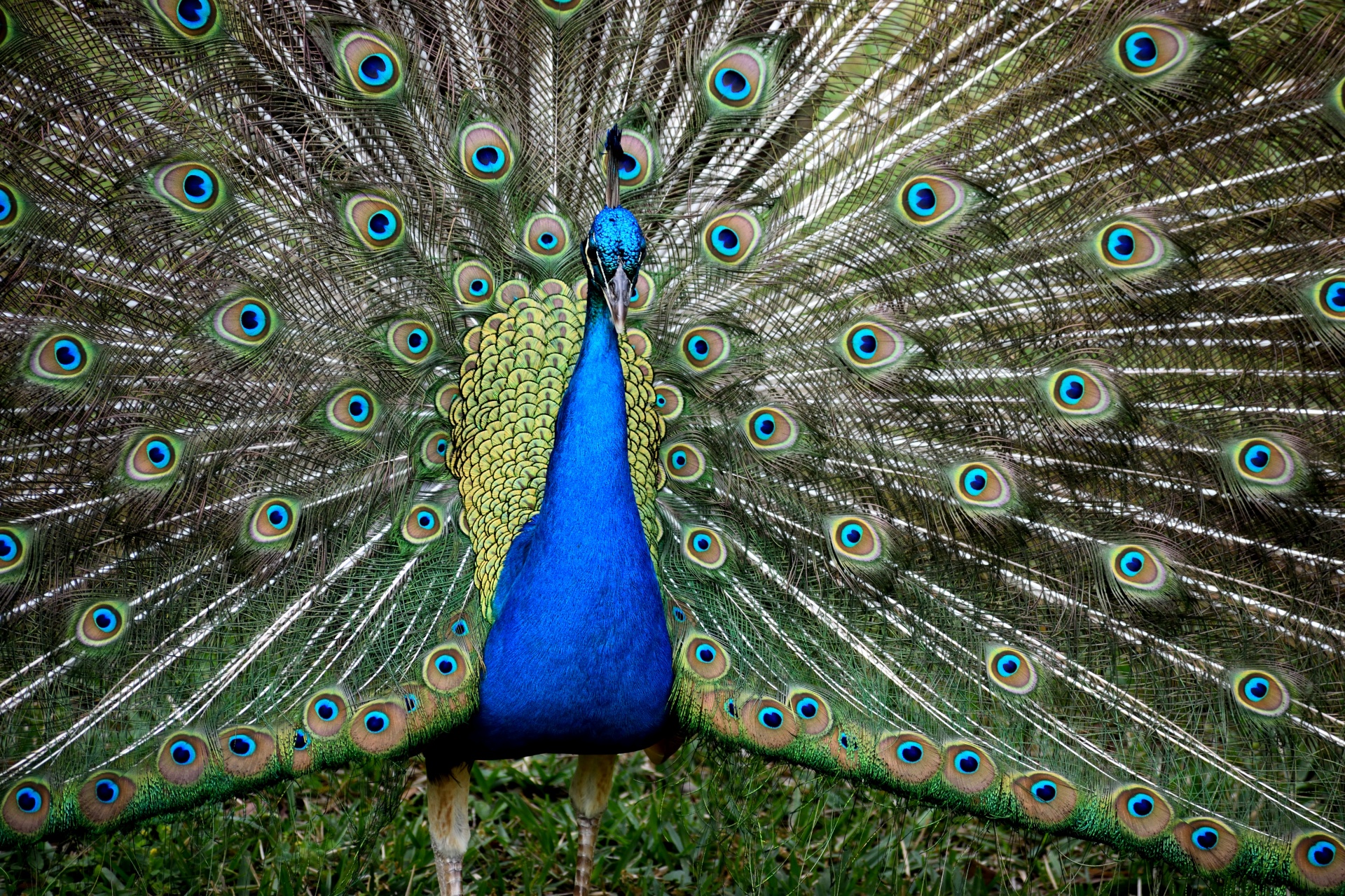 photo of a peacock with tail feathers spread