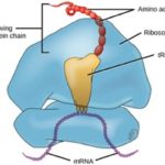 ribosome