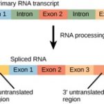 splicing