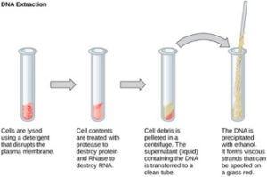 DNA extraction procedure