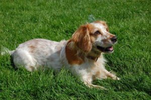 12.English_Cocker_Spaniel_red