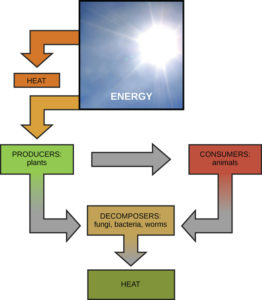 energy through organisms