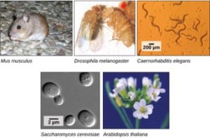 Model organisms