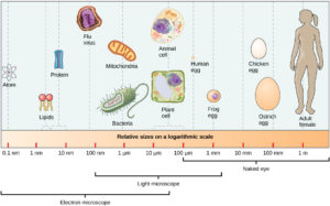 figure_03_06-1 relative sizes of different cellular components