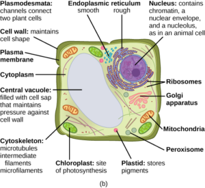 figure_03_07b typical plant cell