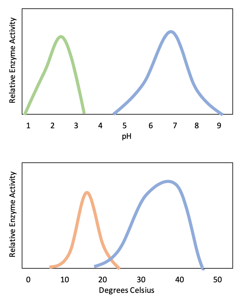 graphs showing effect of temperature and pH on amylase. each graph has a bell-curve shape above the optimum pH