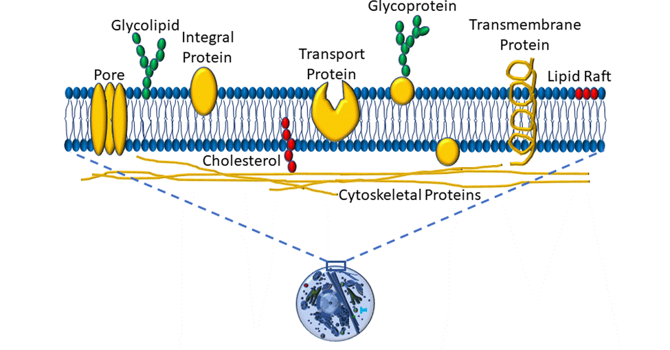 Homeostasis, Control Systems, and Cellular Communication – Introduction ...