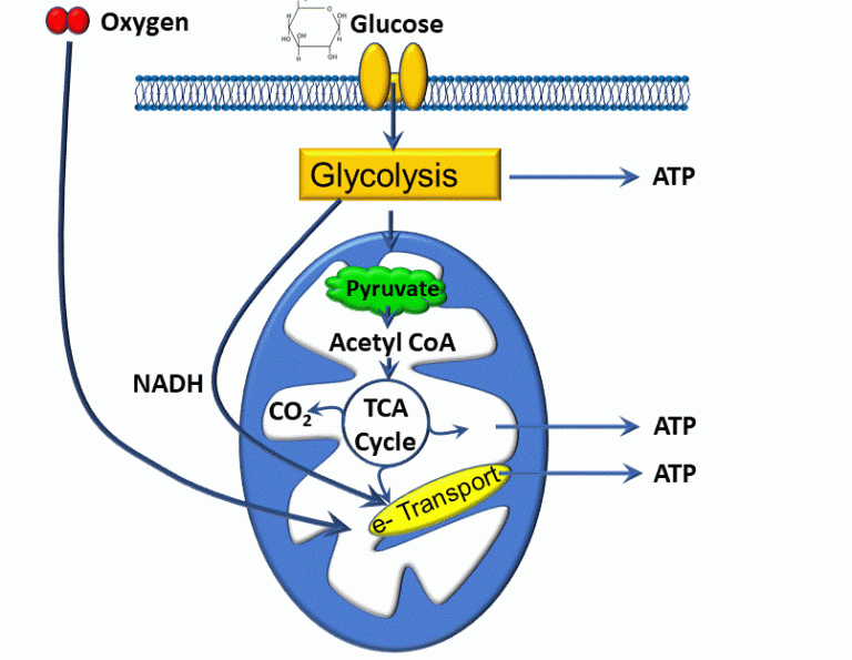 Homeostasis, Control Systems, and Cellular Communication – Introduction ...