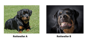 happy and mean rottweiler image