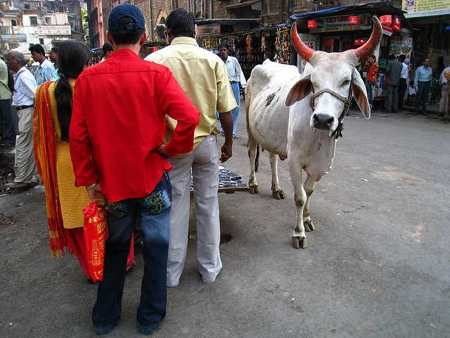 Cow walking freely on the street in India