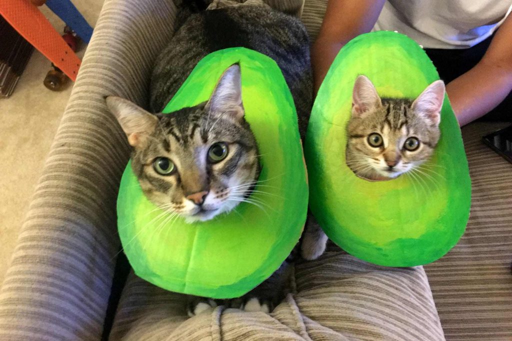 two cats dressed as matching avocados