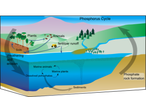 A diagram of the path that the phosphorus in fertilizer takes and the ecosystems that are affected.