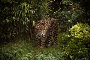 La déforestation de l'ie menace le jaguar et la harpie