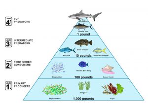 Keystone species - The Charlotte News