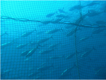 Managing the Overfishing of Atlantic Bluefin Tuna – Extinction Stories