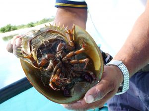 Horseshoe crab bottom view