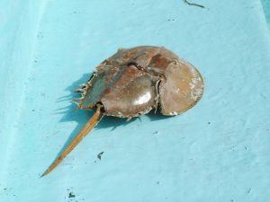 Horseshoe crab top view