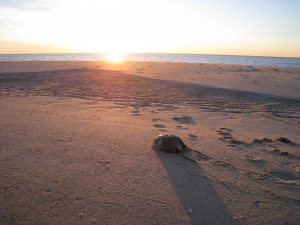 Horseshoe crab with sunset
