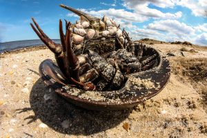 stranded horseshoe crab