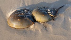 Mating pair of horseshoe crabs