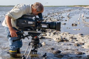 Horseshoe crab and shorebird photographer