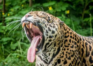 The Jaguar: From Apex Predator to Mankind's Prey – Extinction Stories