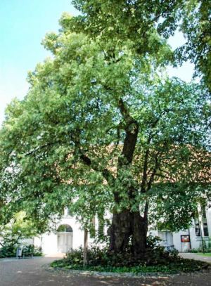 Lime Tree - about 600 years old