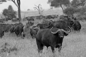 herd of African buffalo