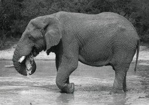 elephant showing short tail