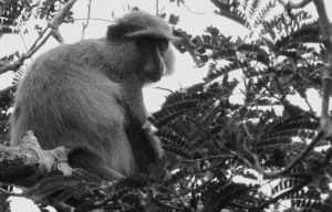 monkey in tree