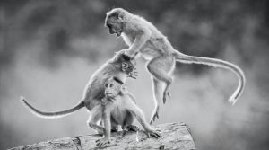monkeys with long tails