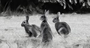 rabbits in field