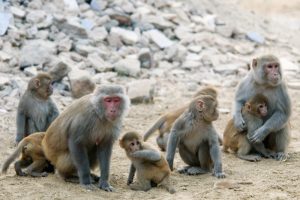 A family group of rhesus monkeys, two adults and several grooming each other on rocky ground.